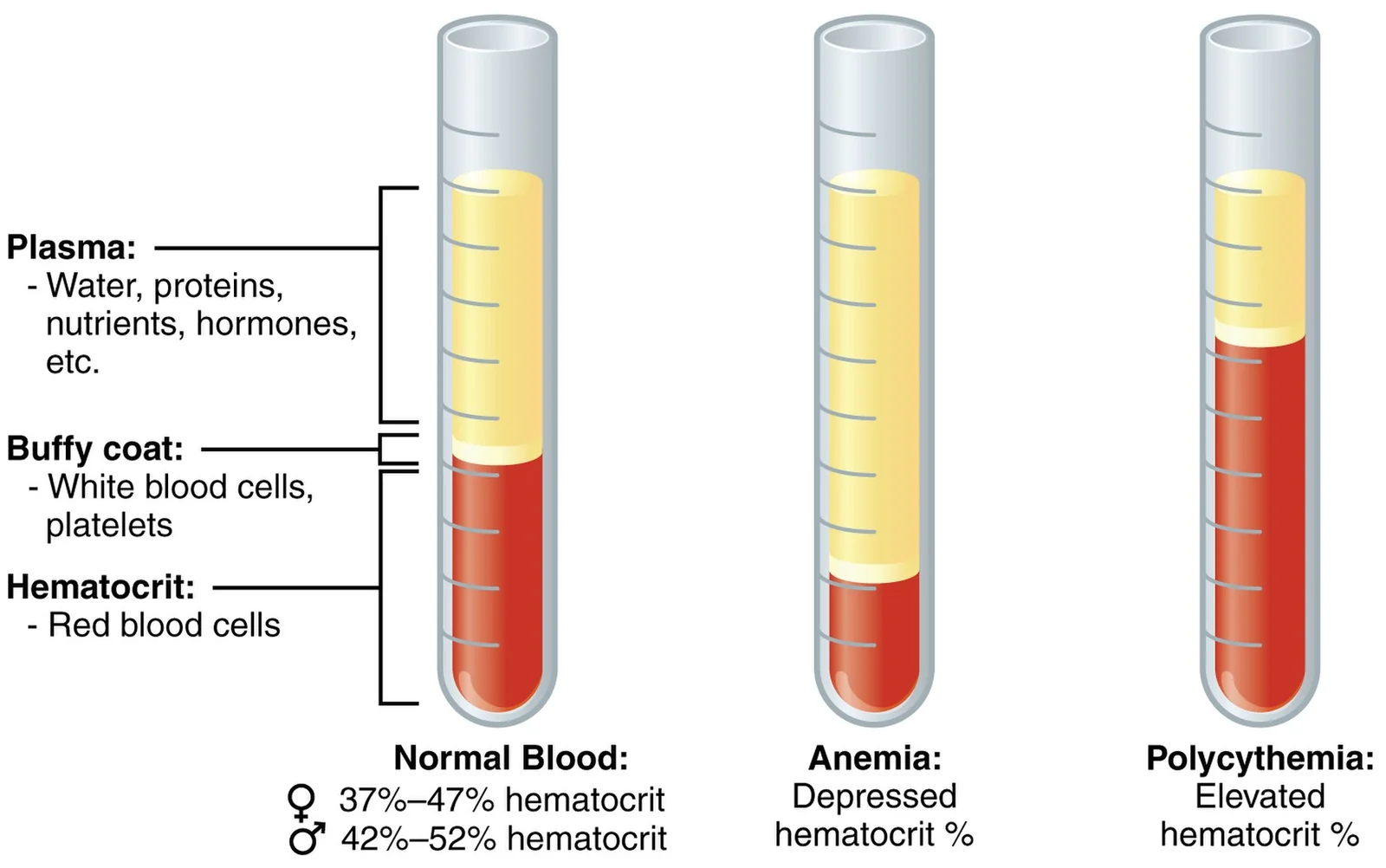 Composition of blood after centrifugation.
