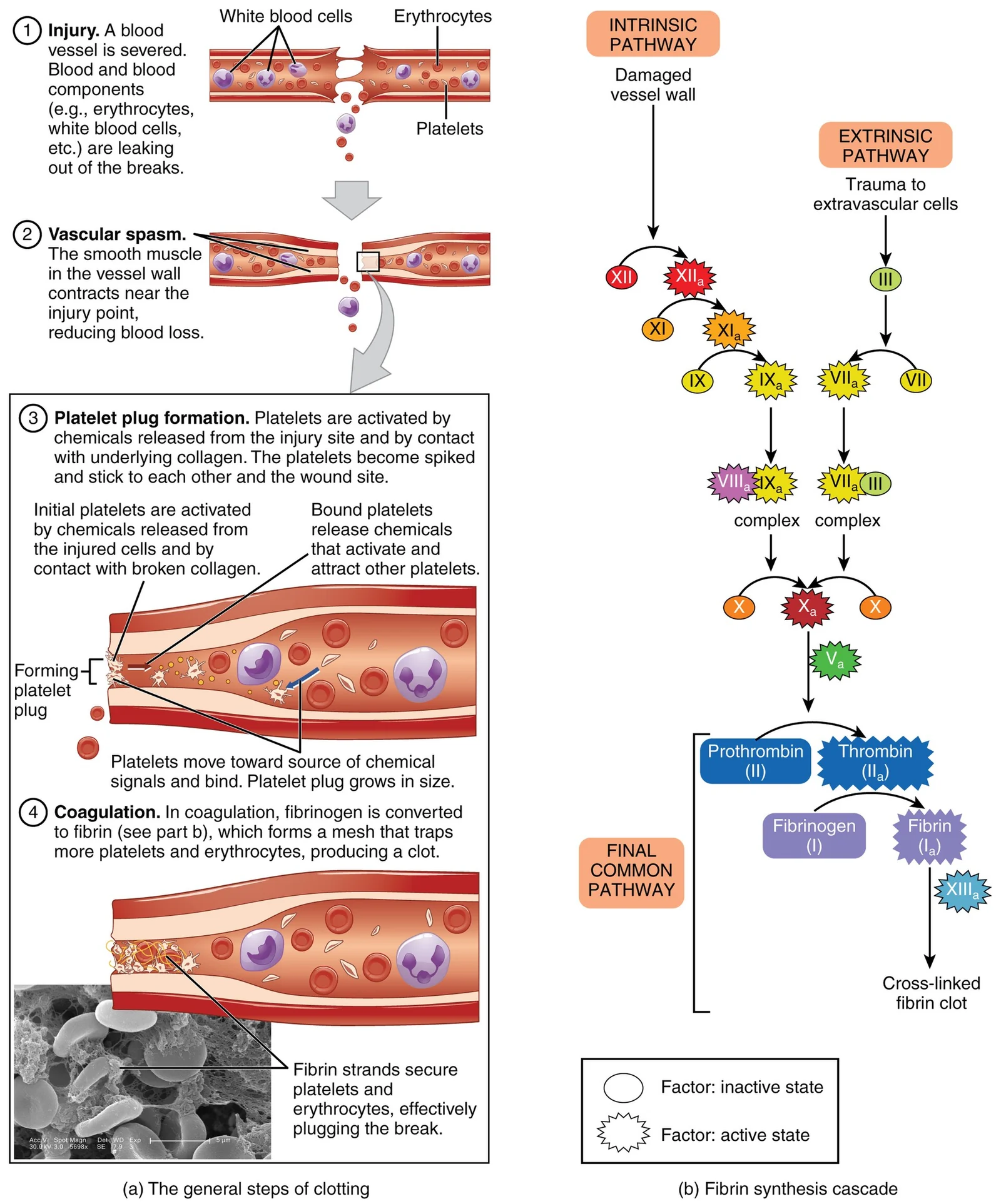 Hemostasis: vascular spasm, platelet plug and coagulation.
