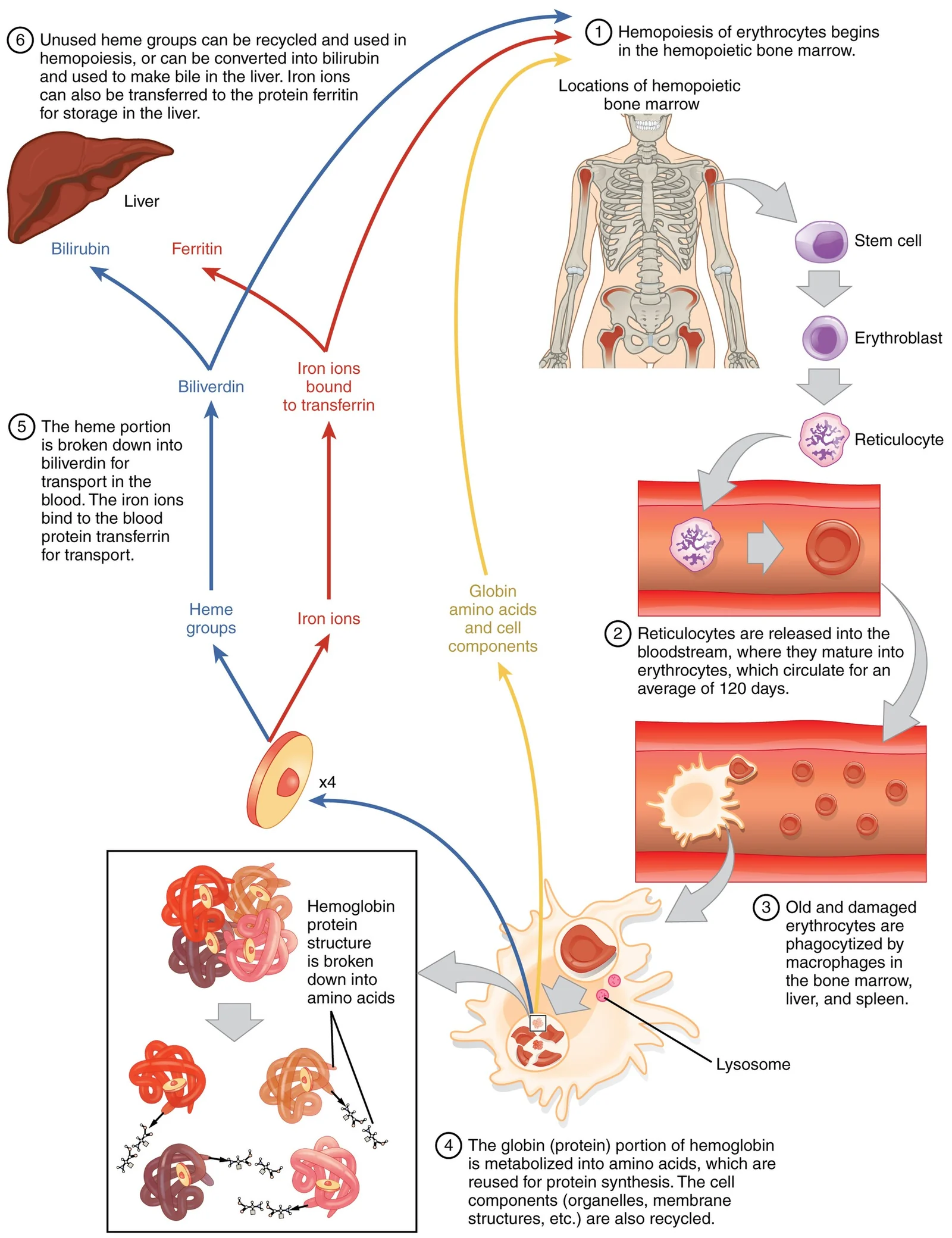 Life cycle of an erythrocyte.