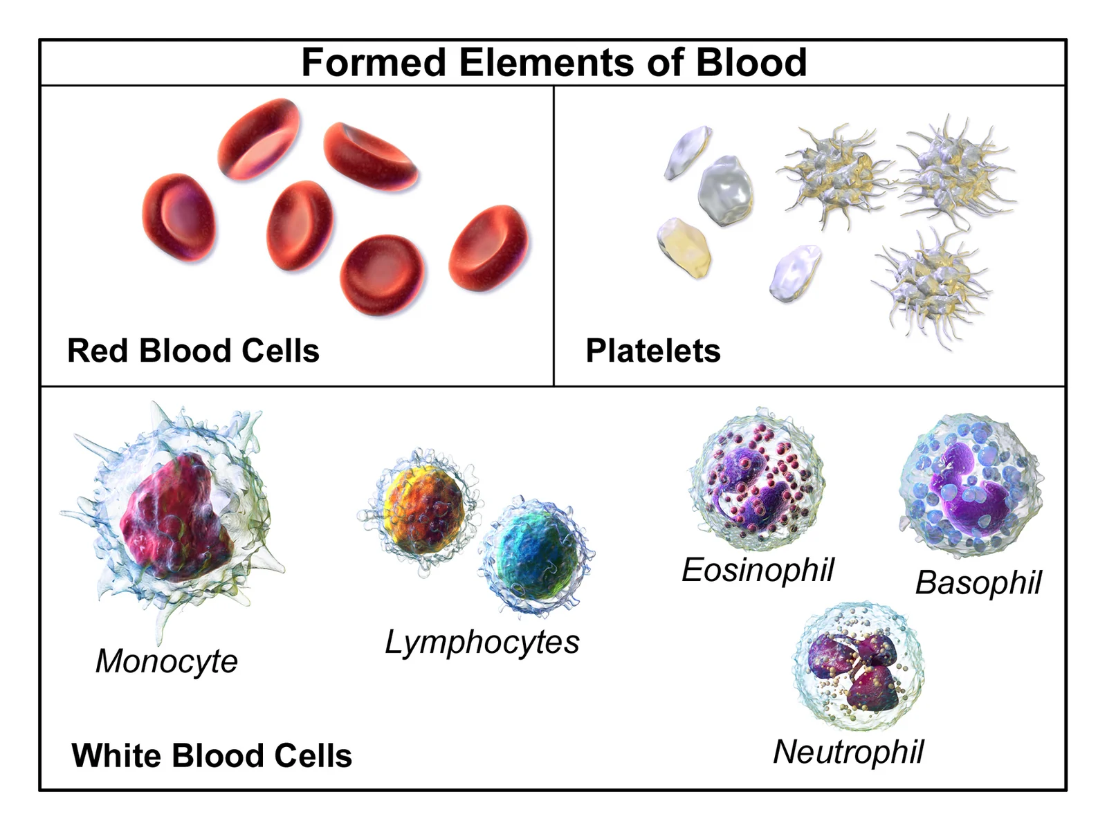 Formed elements of blood (Blausen).