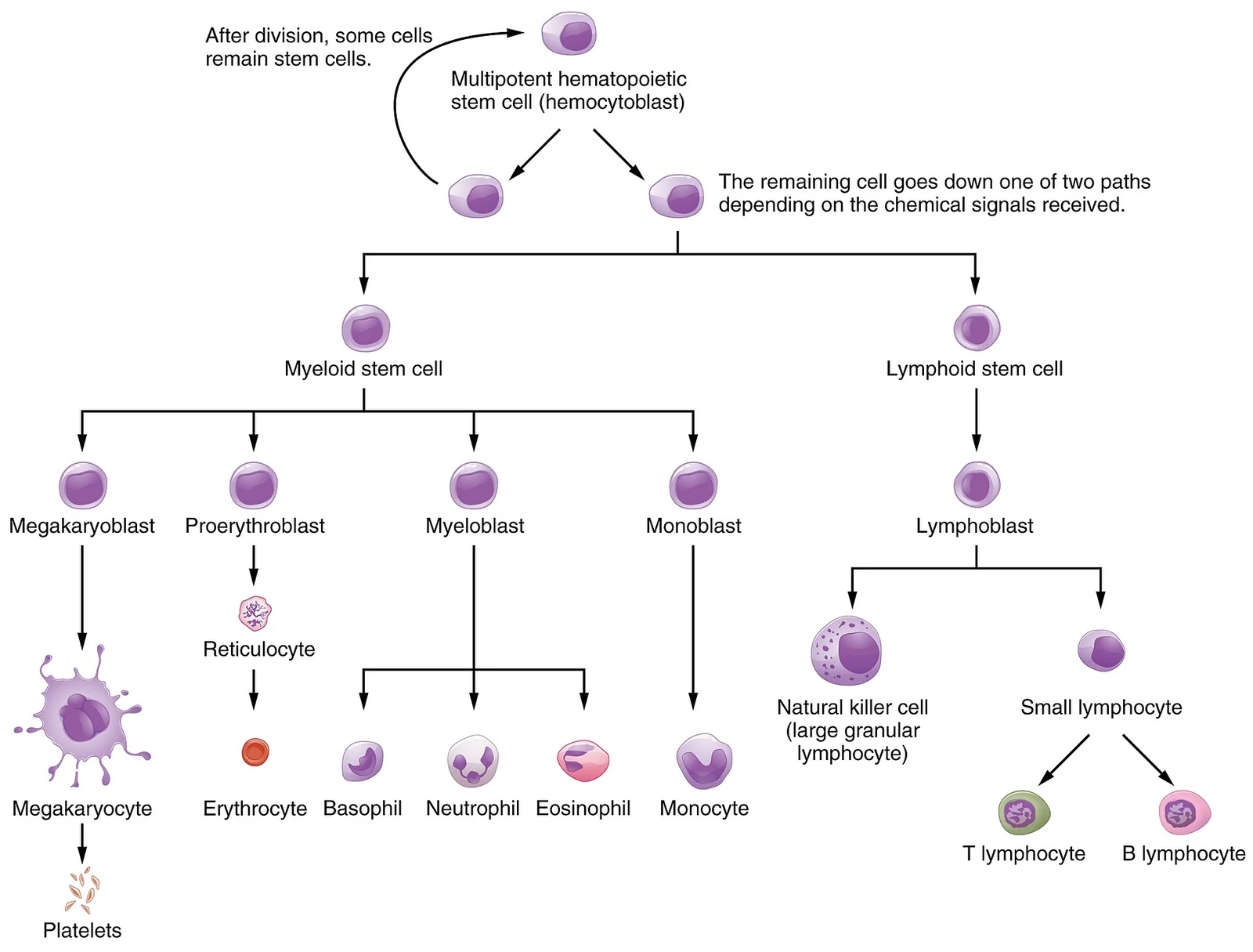 Hematopoiesis: all formed elements come from one stem cell.