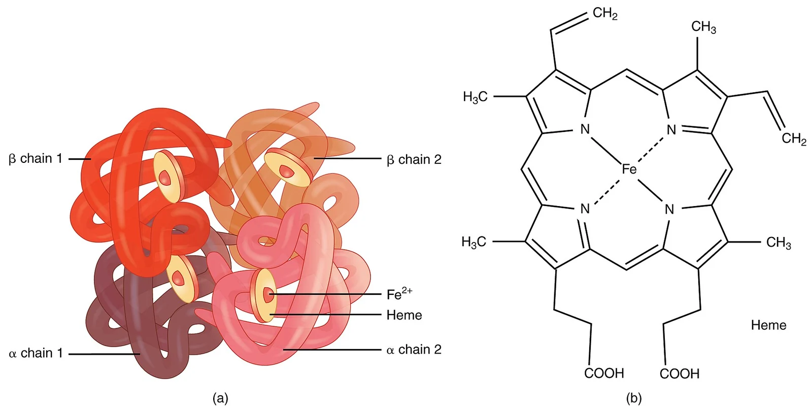 Hemoglobin: four globin chains, each with an iron-containing heme.