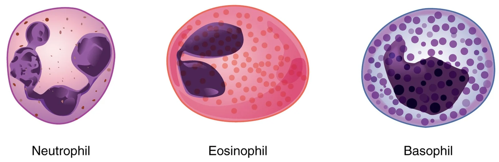 Granular leukocytes.