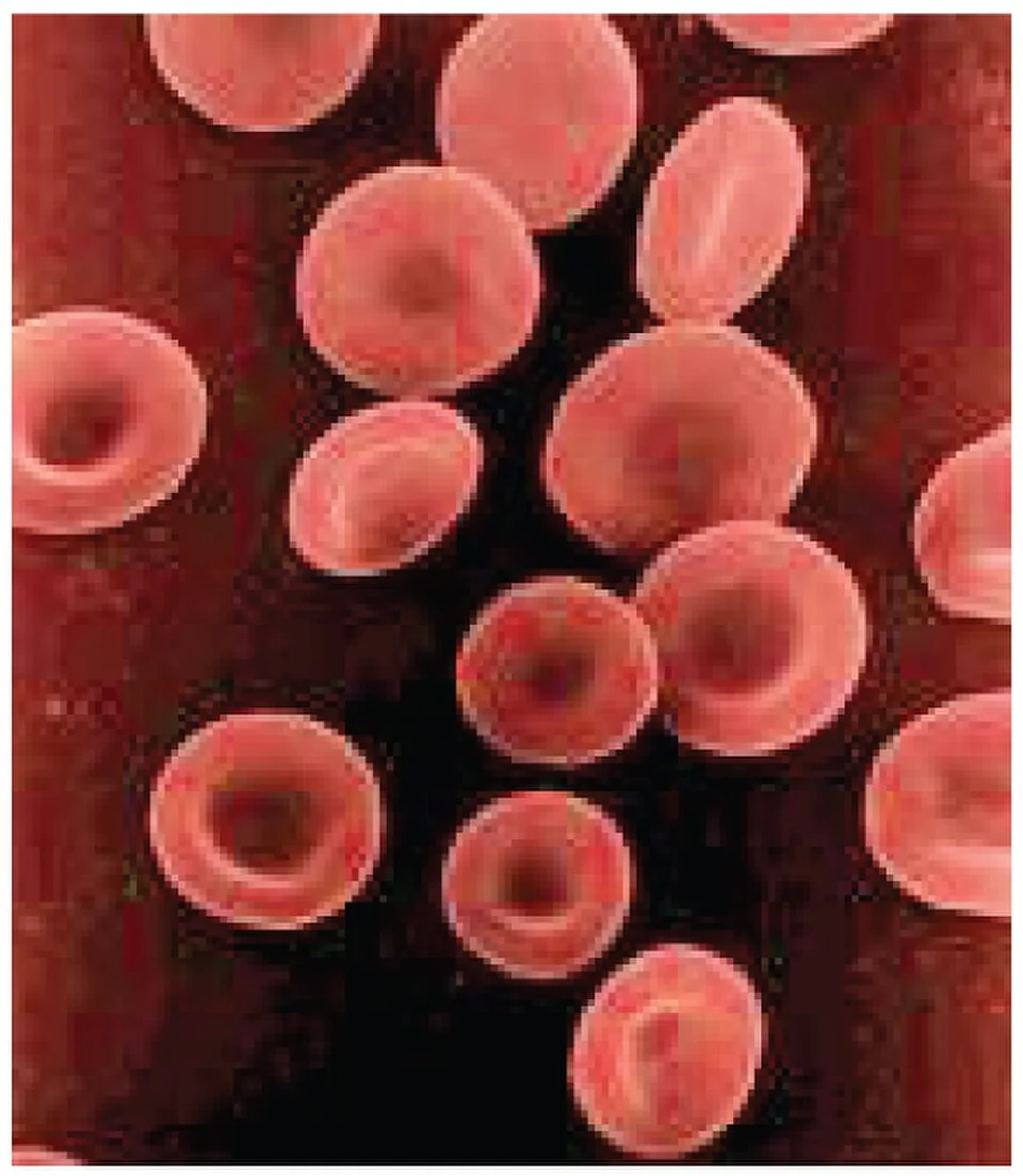 The biconcave disc shape of erythrocytes.
