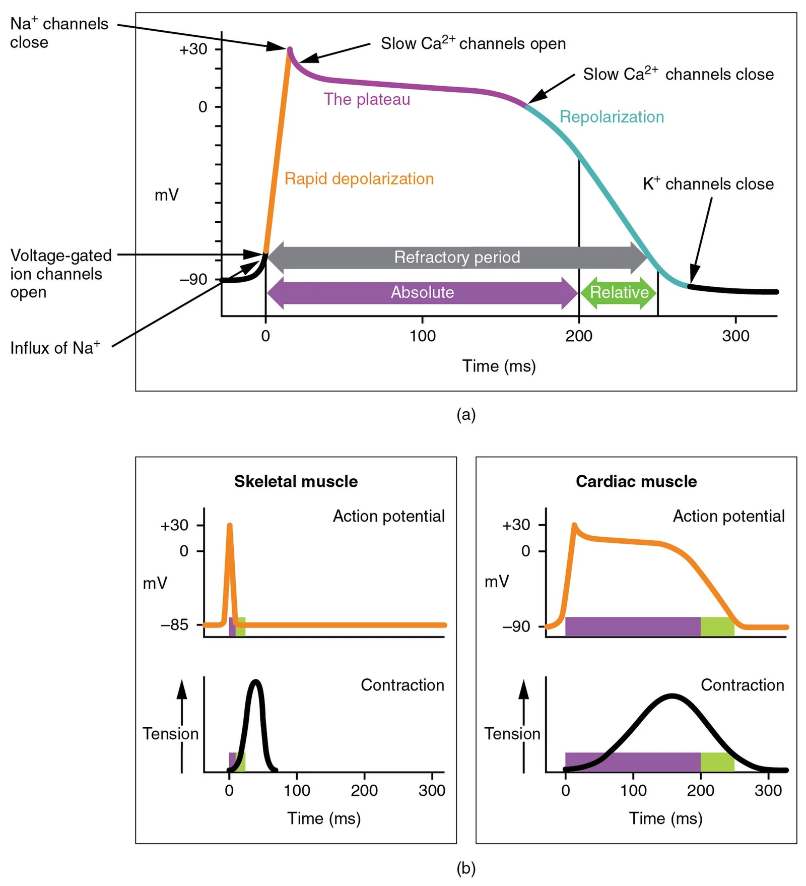 Action potential of a contractile cardiac cell — note the plateau.