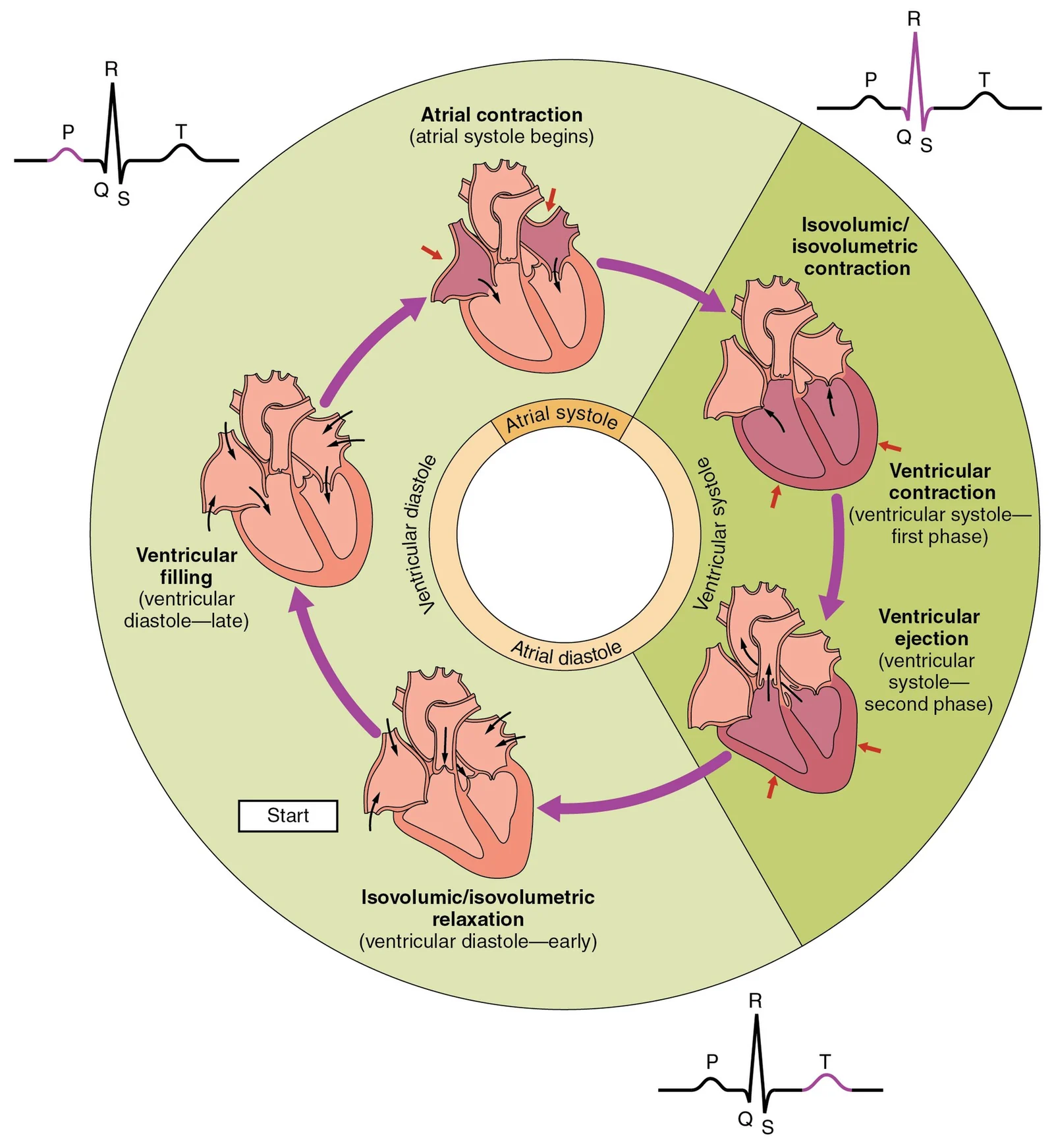 Phases of the cardiac cycle.