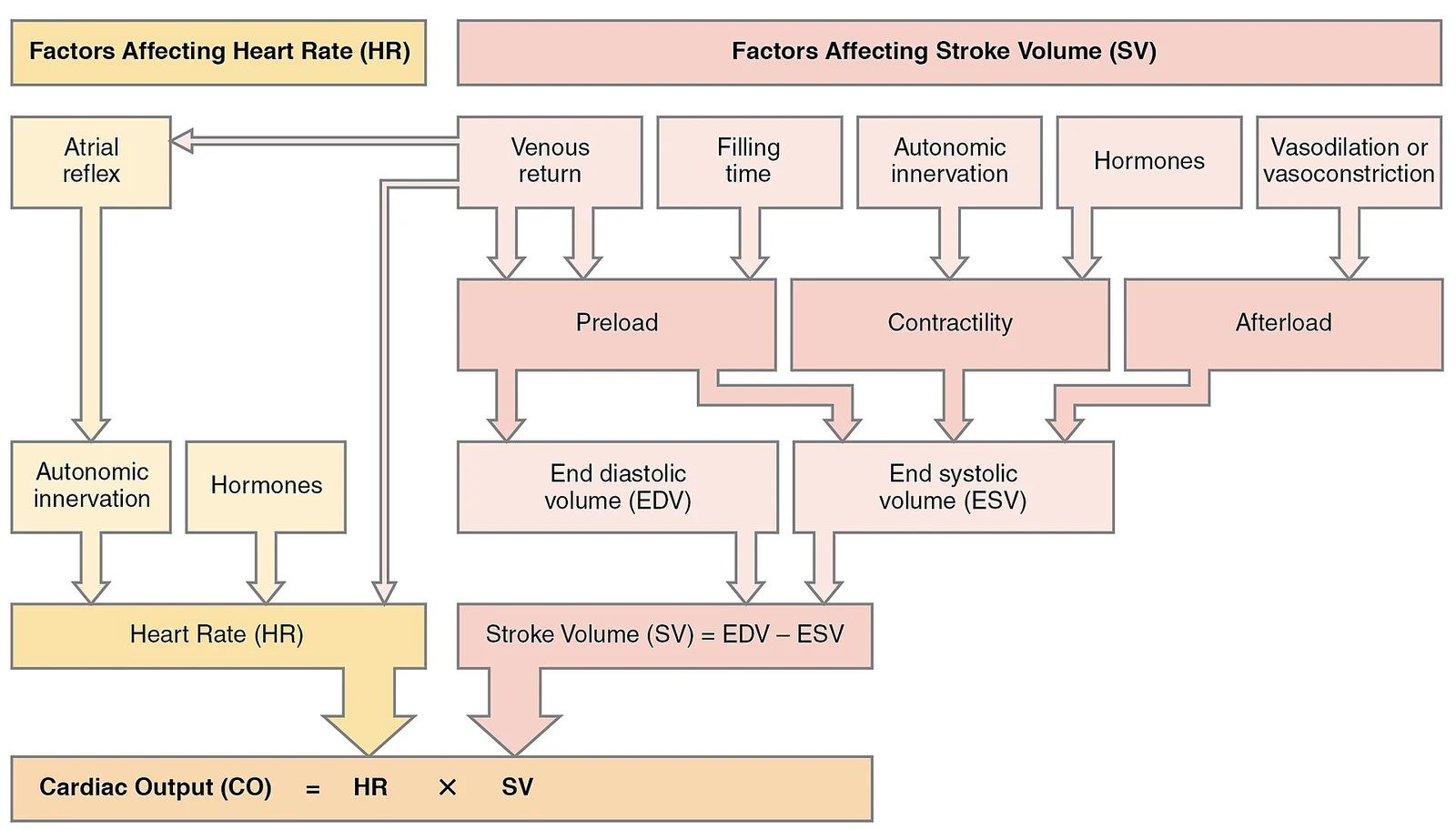 Factors affecting cardiac output.