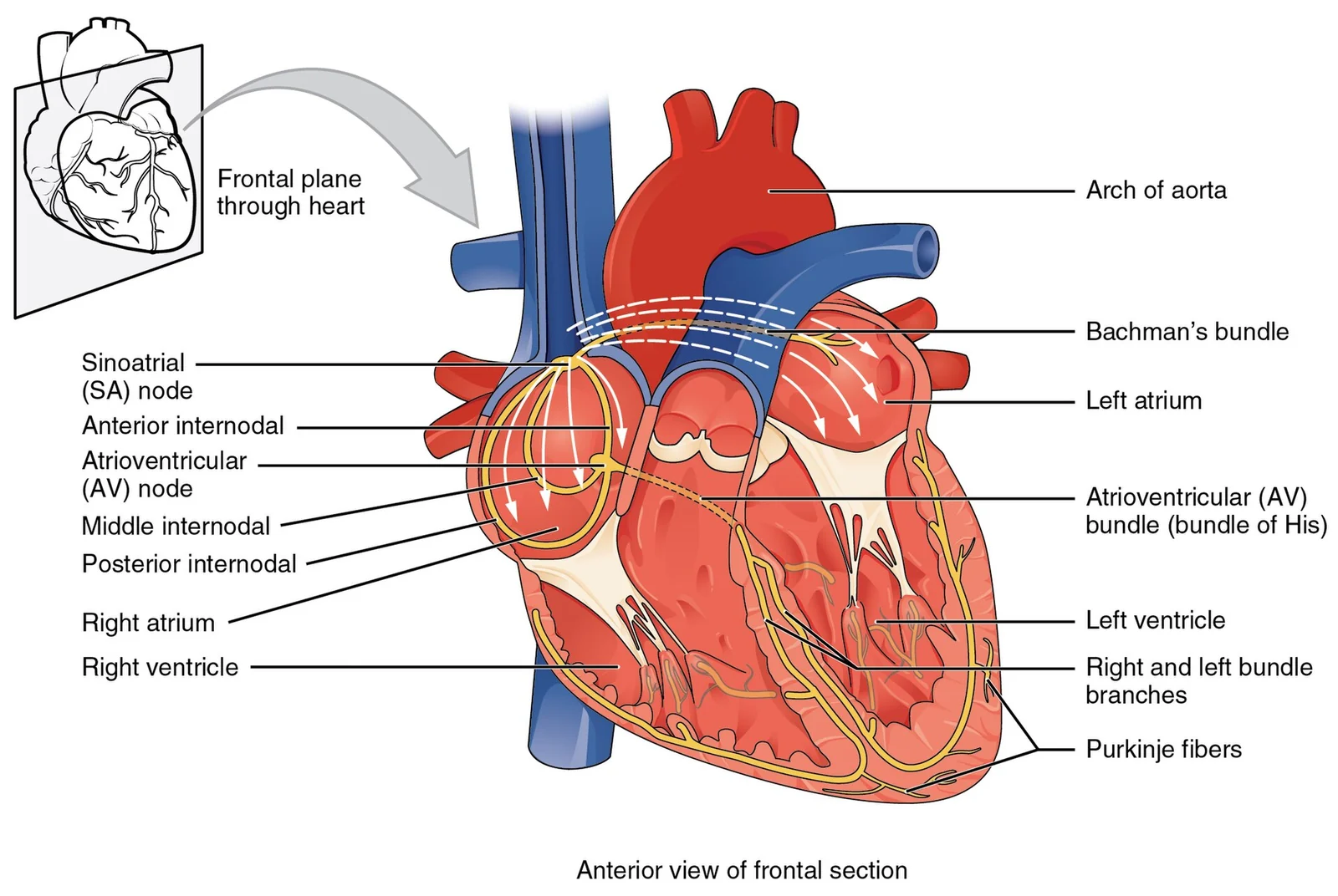The cardiac conduction system.