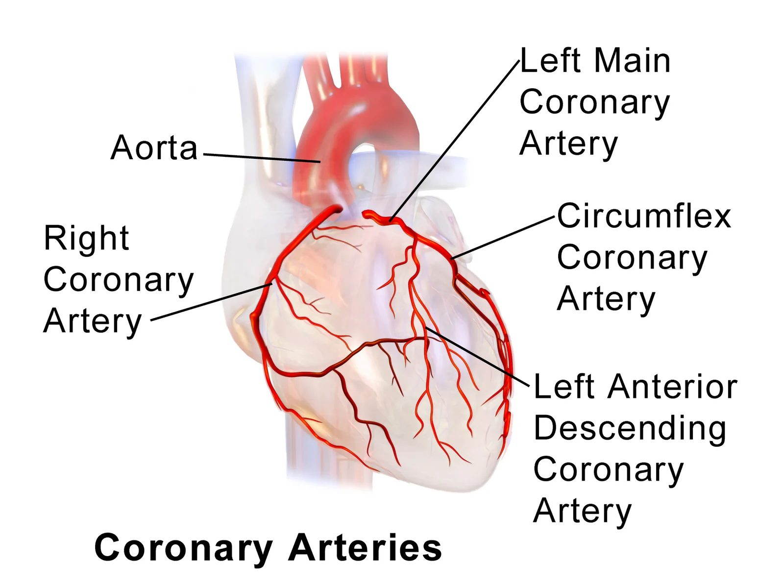 The coronary arteries (Blausen).