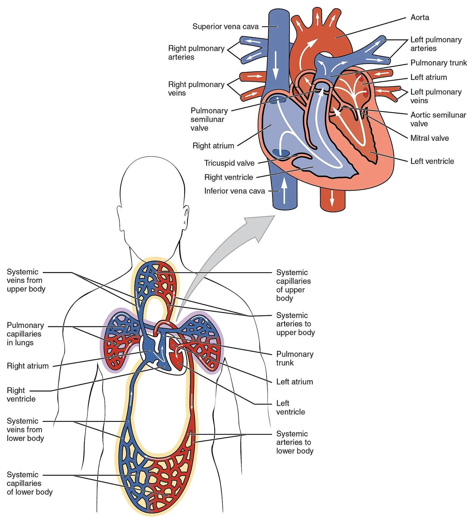 Pulmonary and systemic circuits.