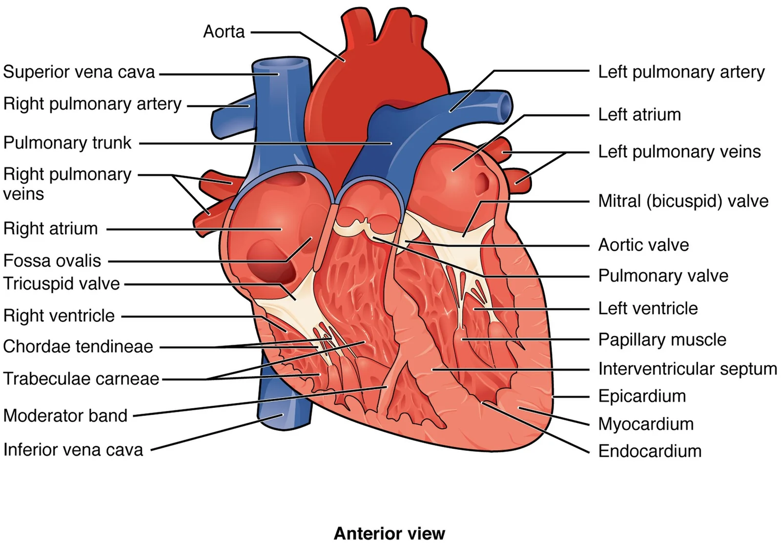 Internal anatomy of the heart.