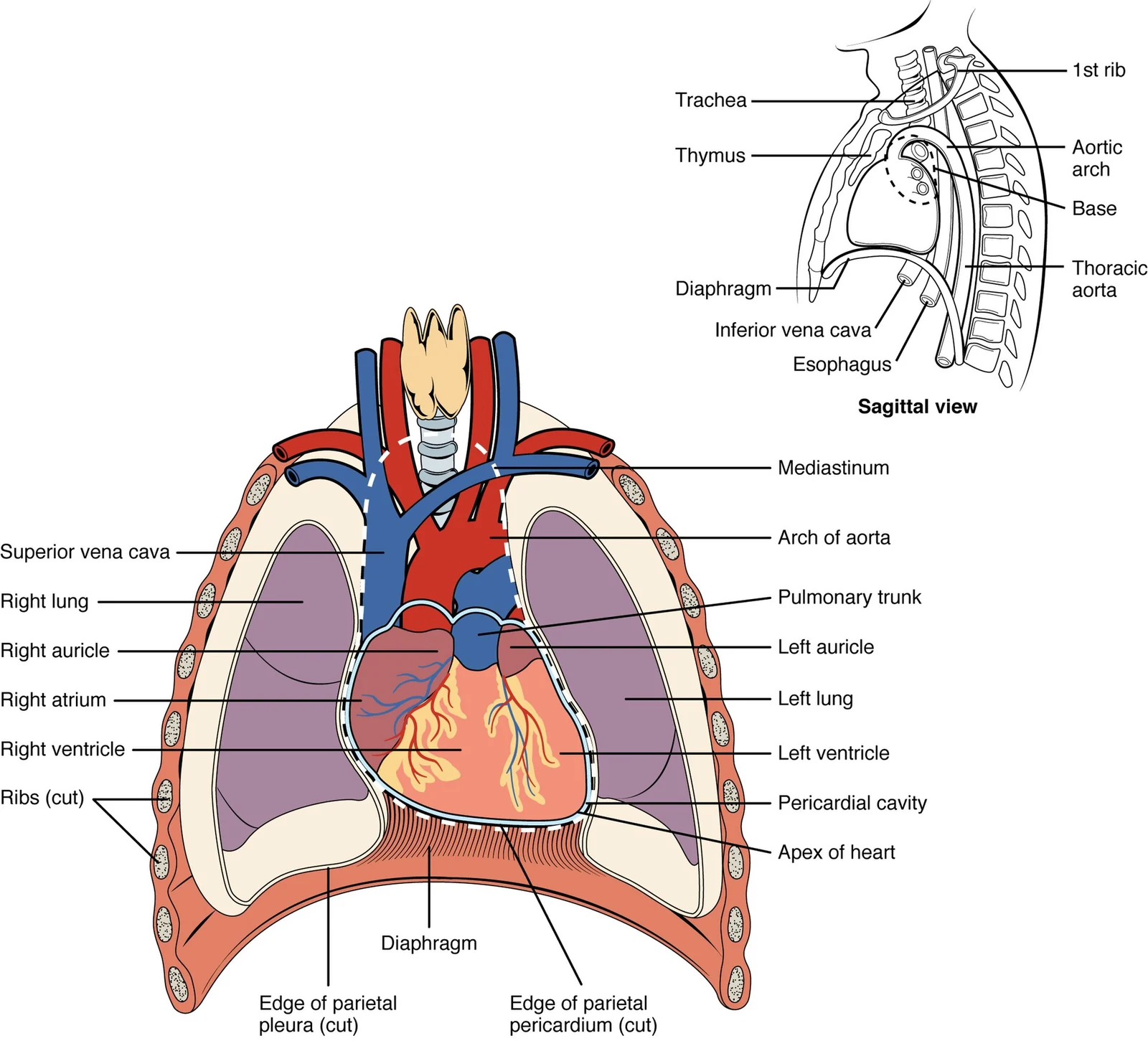 The heart in the mediastinum.
