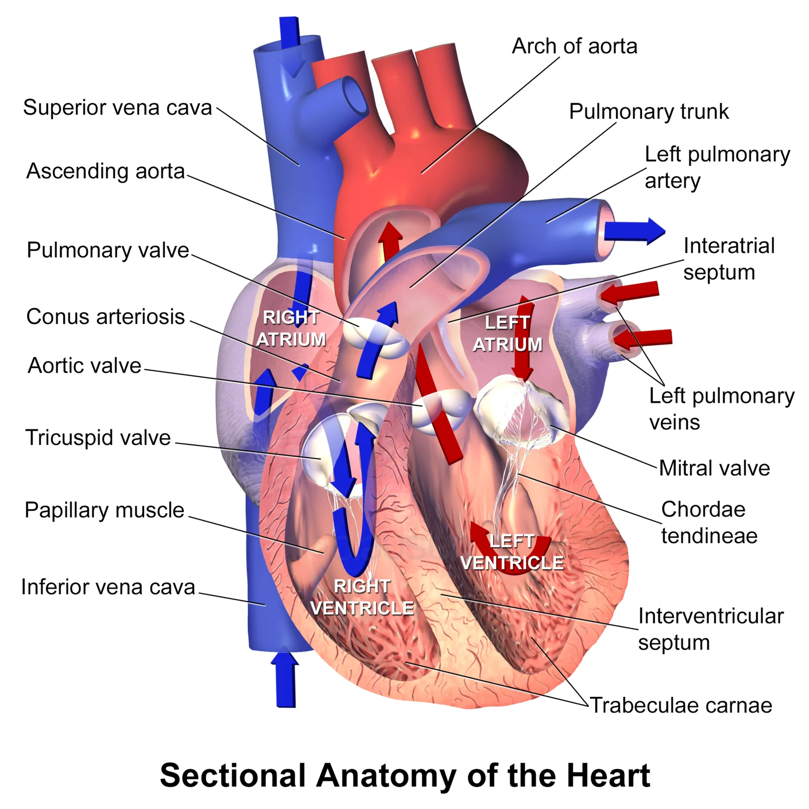 Sectional anatomy of the heart (Blausen).