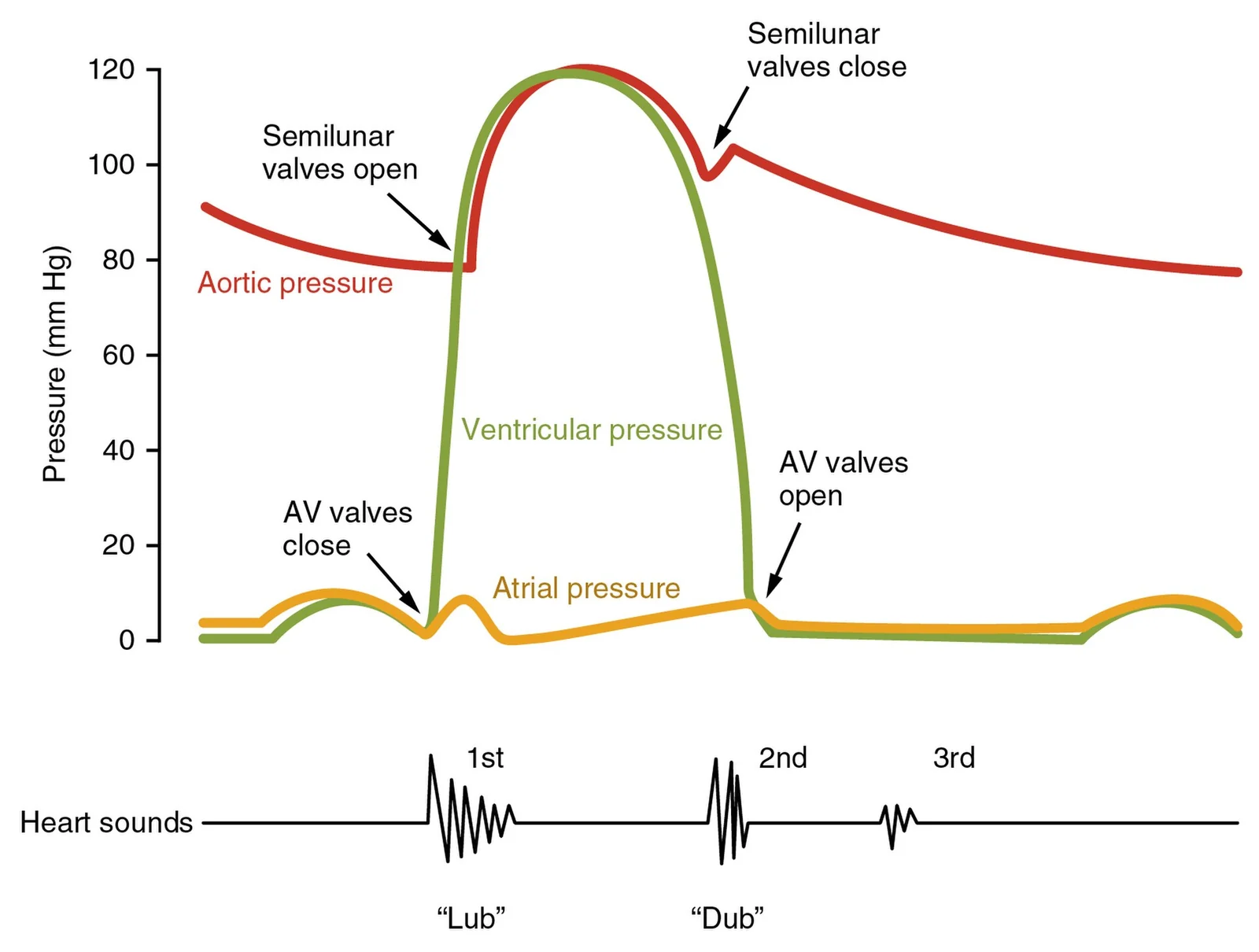 Heart sounds over the cardiac cycle.