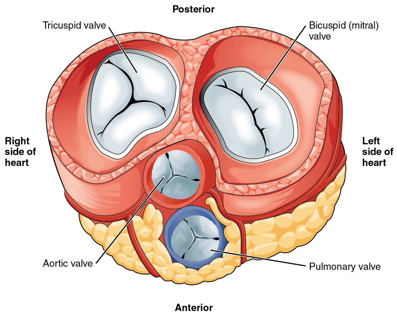 Heart valves viewed from above.