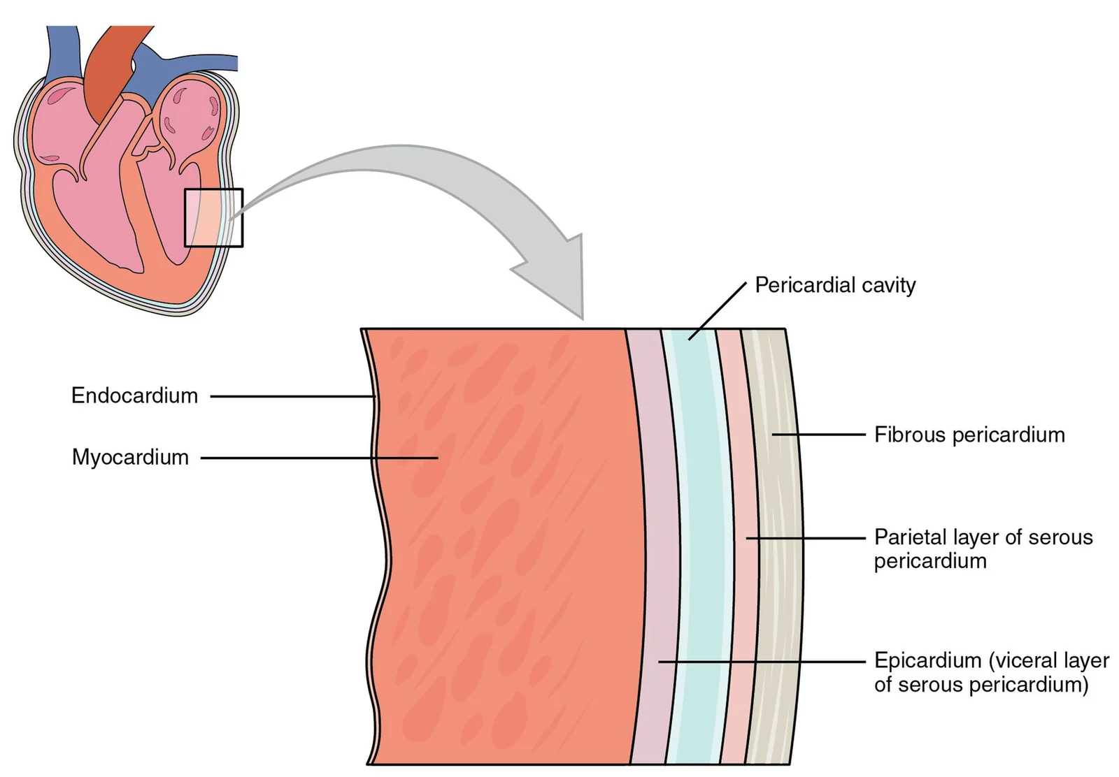 The pericardium and layers of the heart wall.