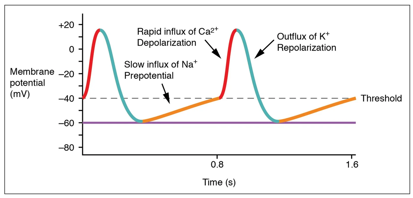Pacemaker potentials in the SA node.
