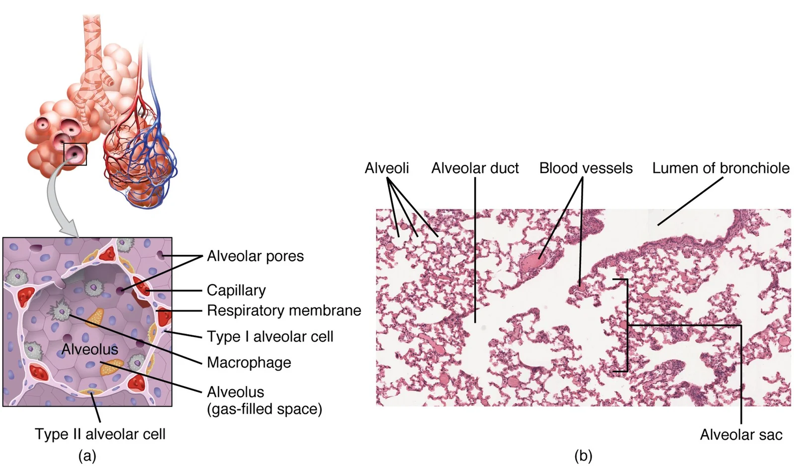 Alveoli and the respiratory membrane.