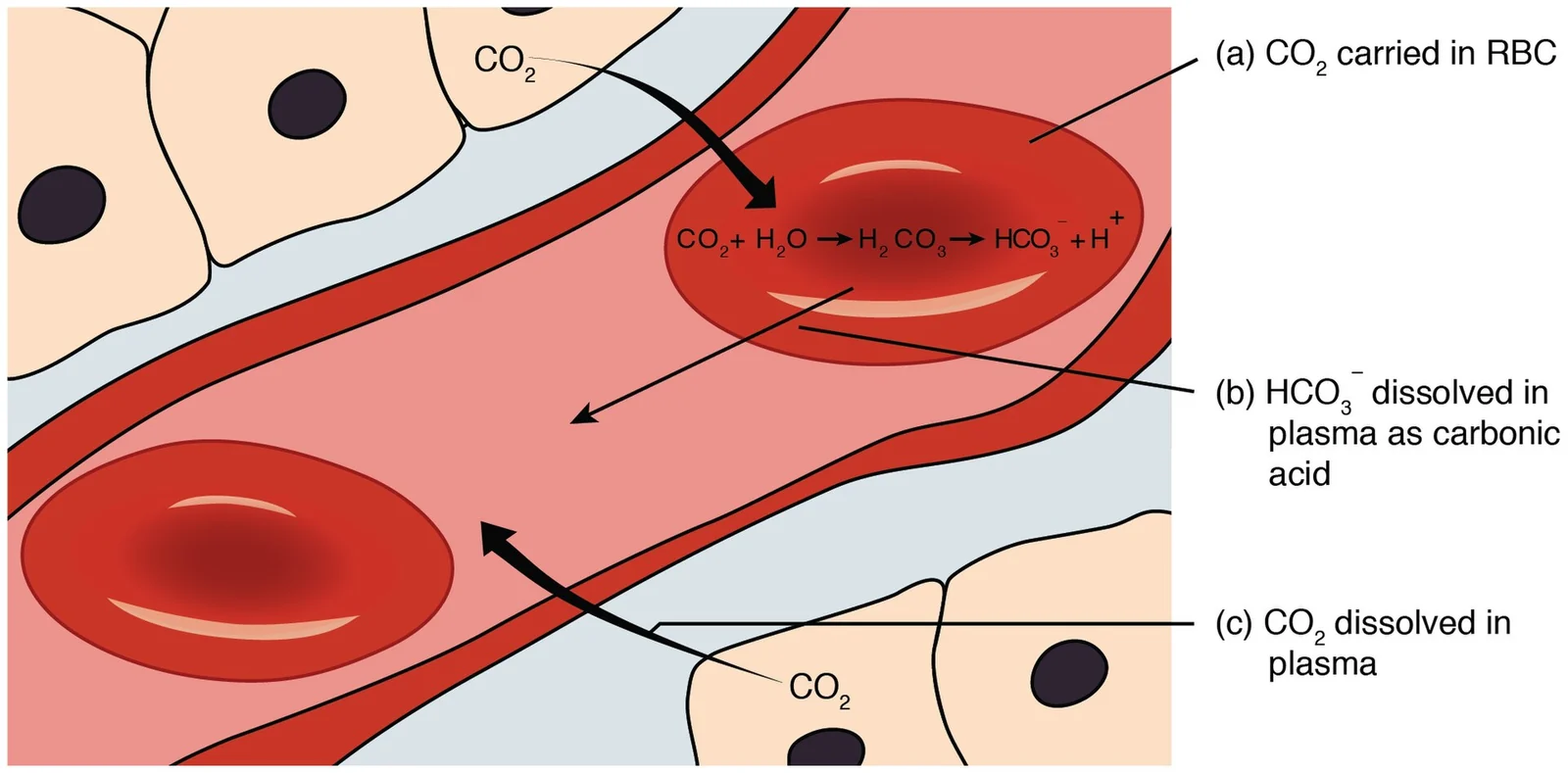 Carbon dioxide transport.