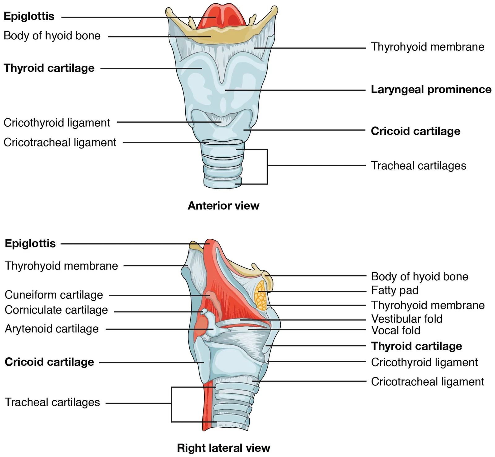 Cartilages of the larynx.