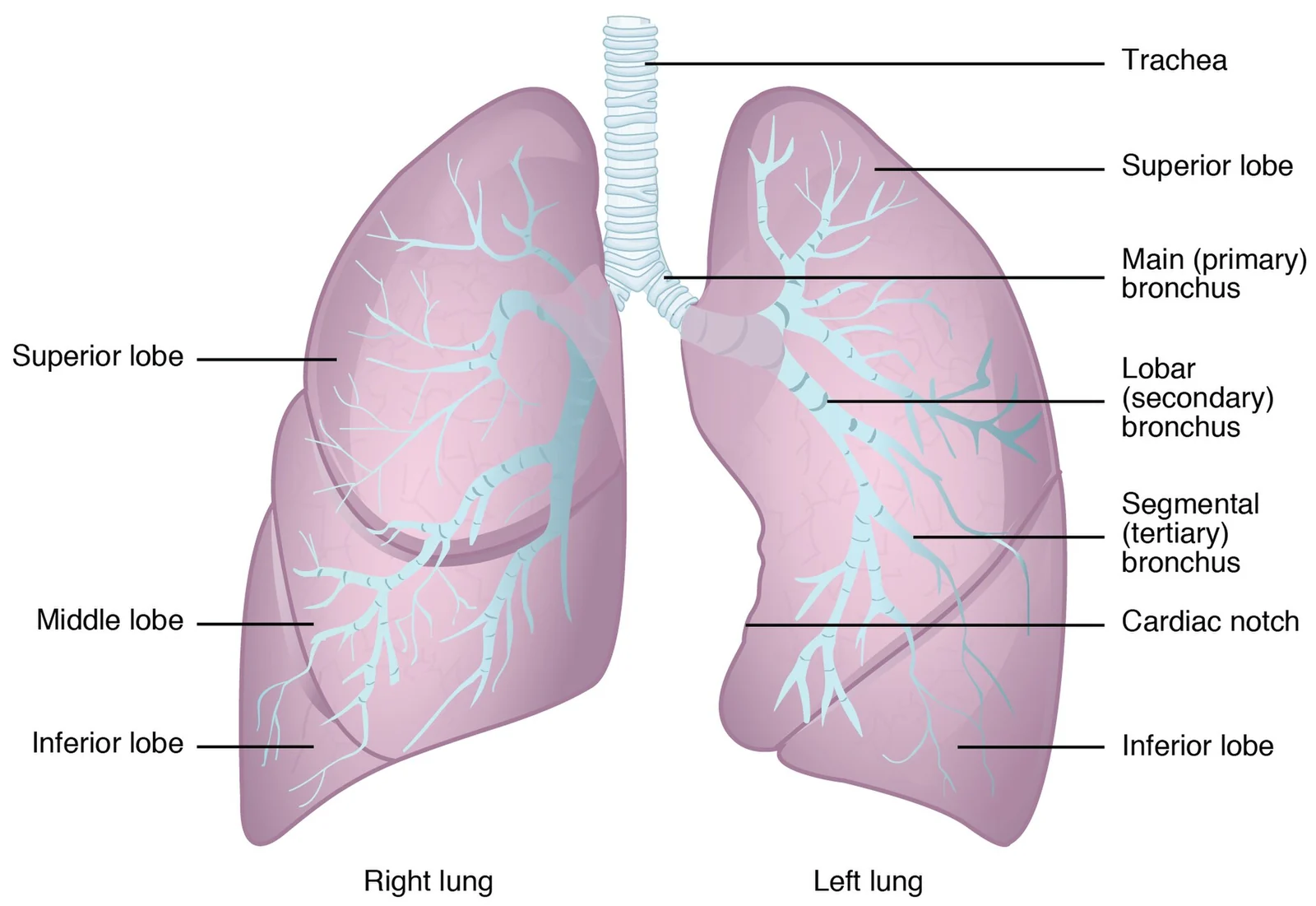 Gross anatomy of the lungs.
