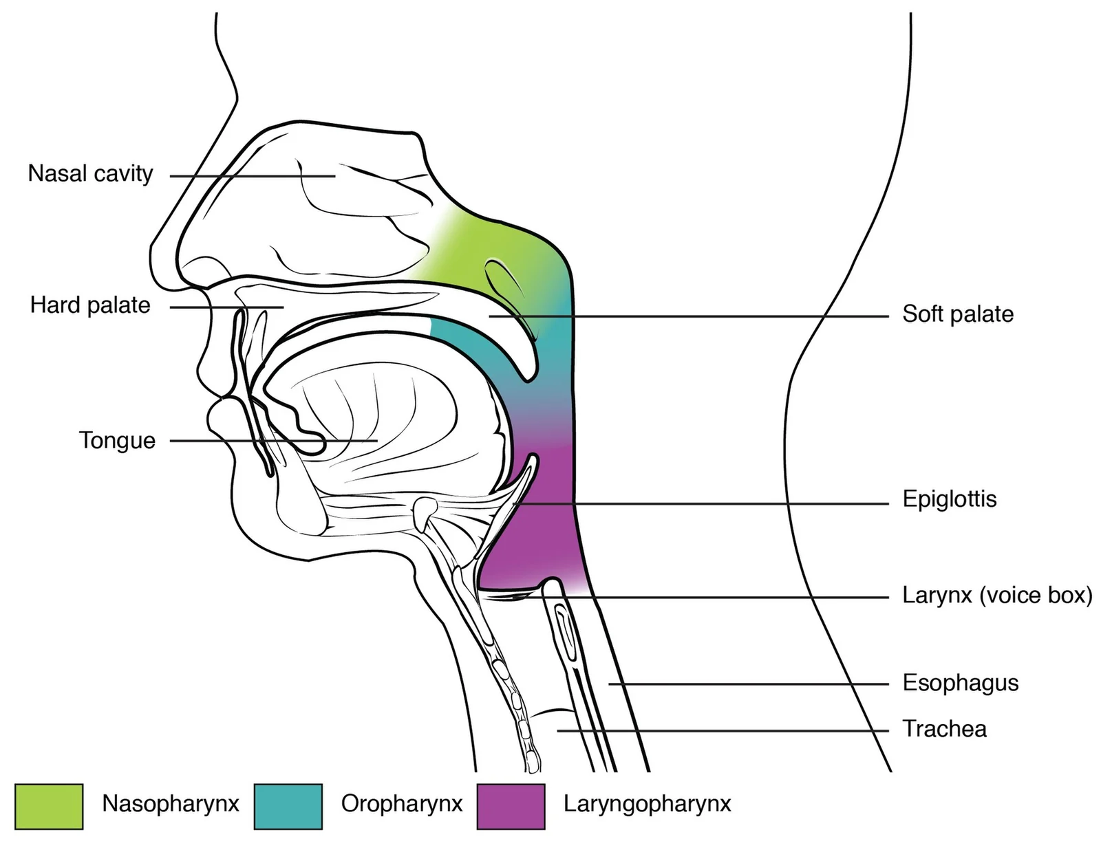 Divisions of the pharynx.
