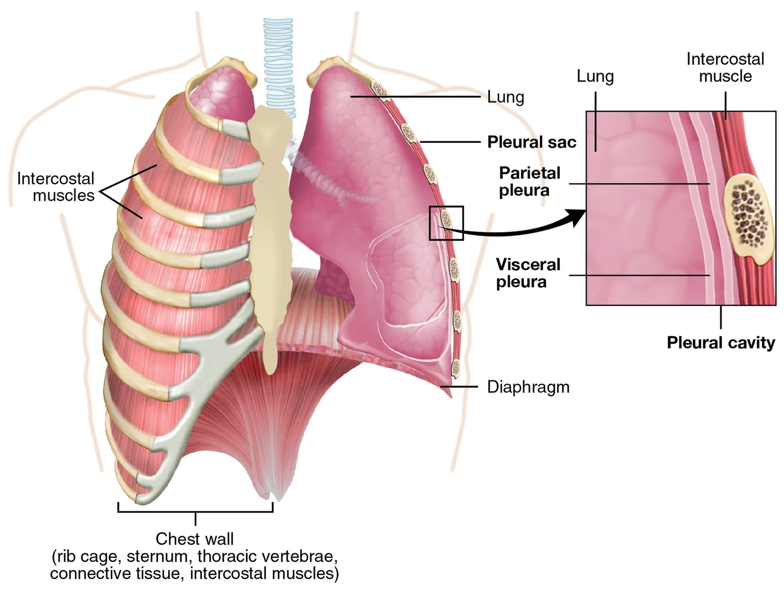 The pleurae.