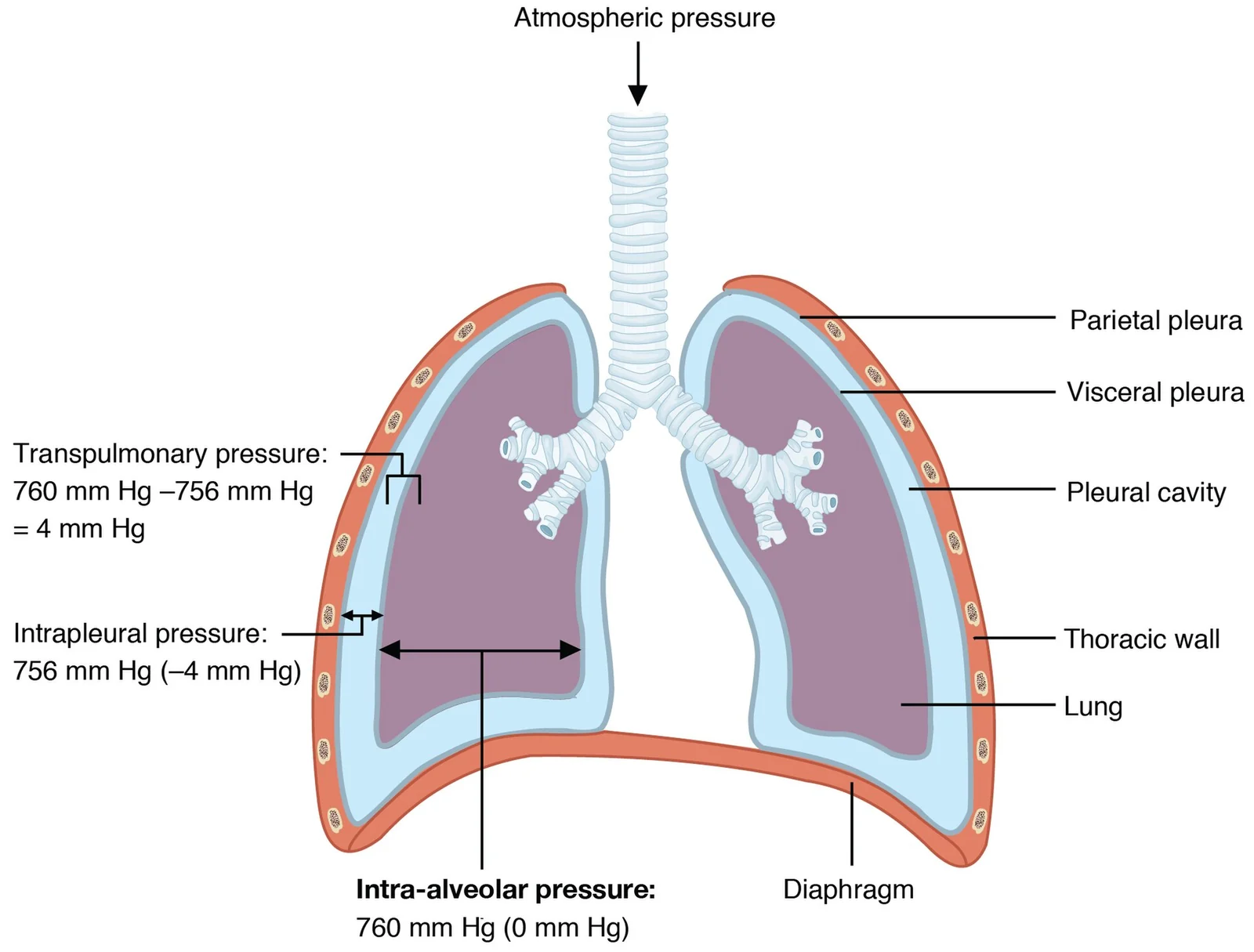Intrapulmonary and intrapleural pressure during breathing.