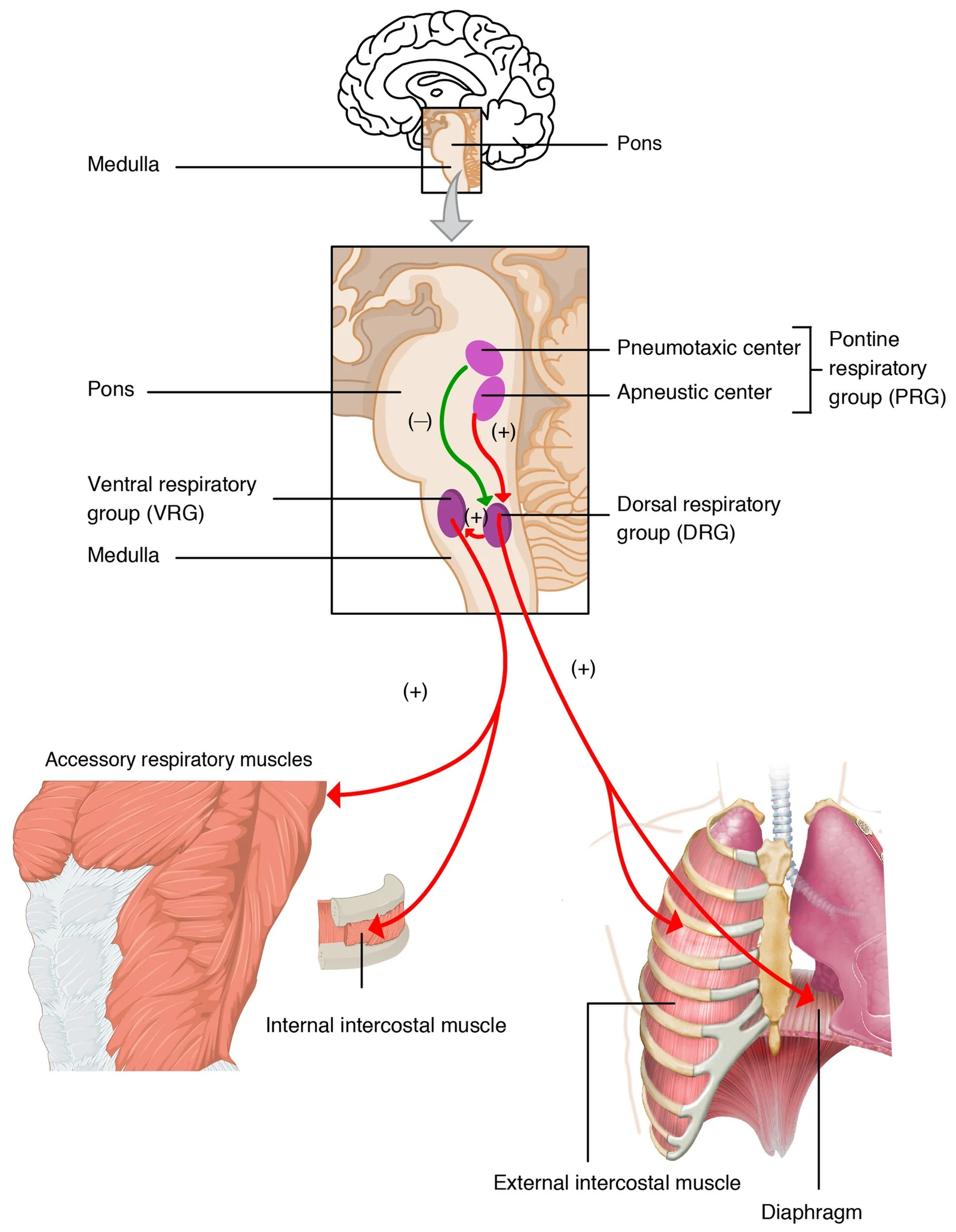 Respiratory centers of the brain stem.