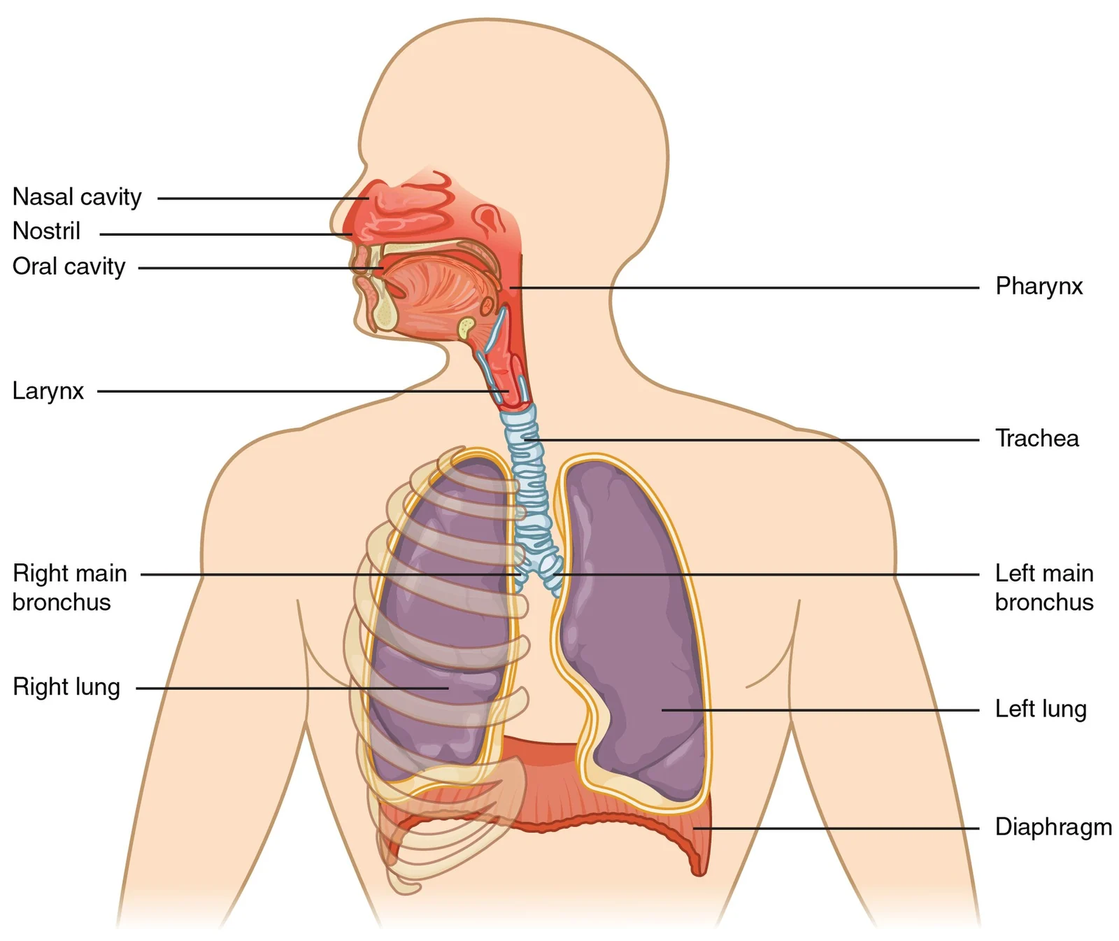 Major respiratory organs.