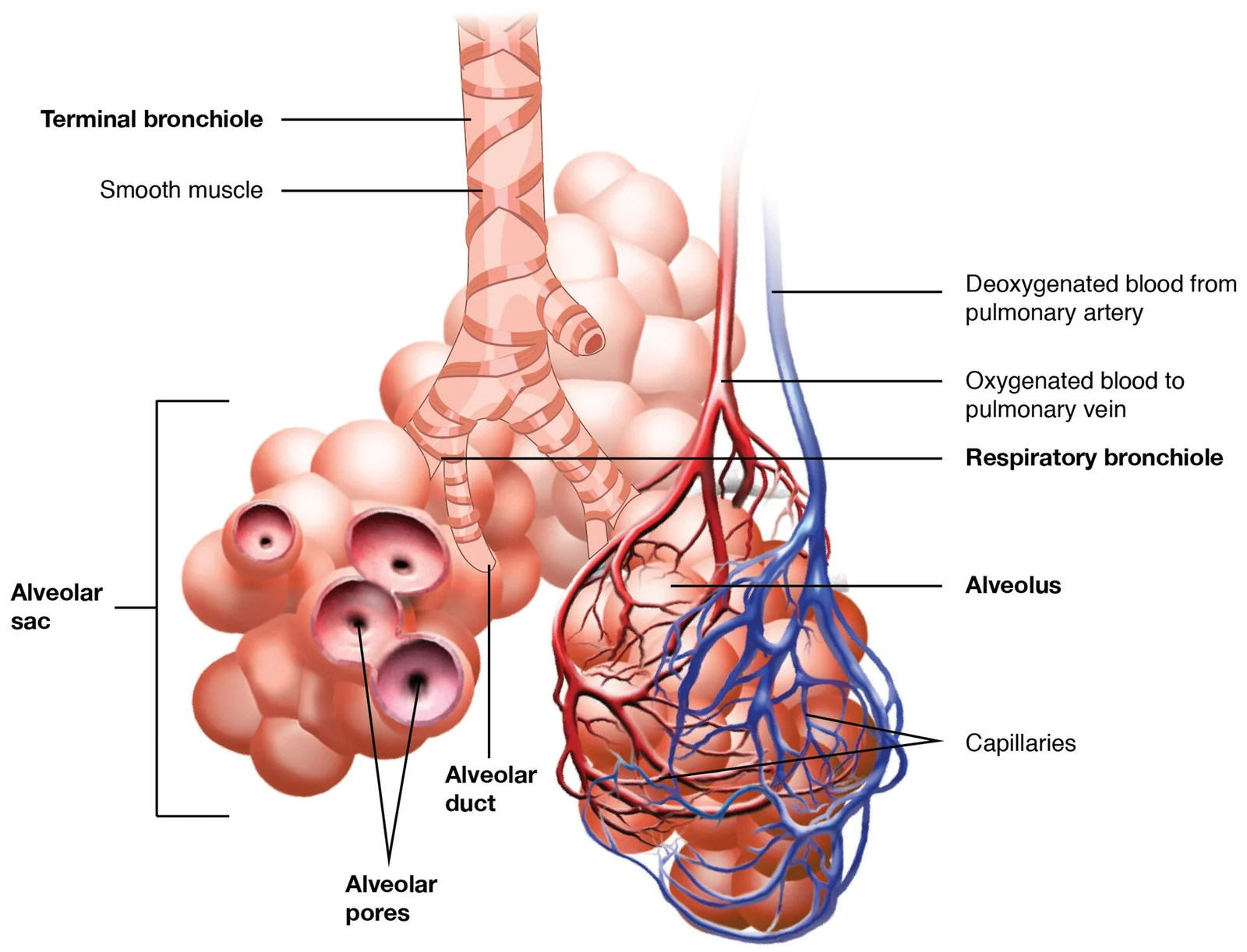 The respiratory zone.