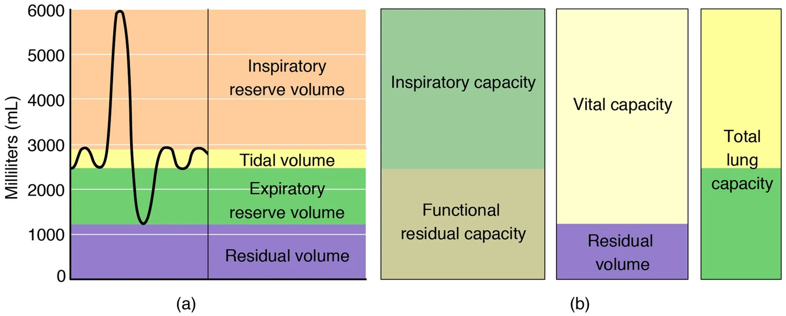 Respiratory volumes and capacities.