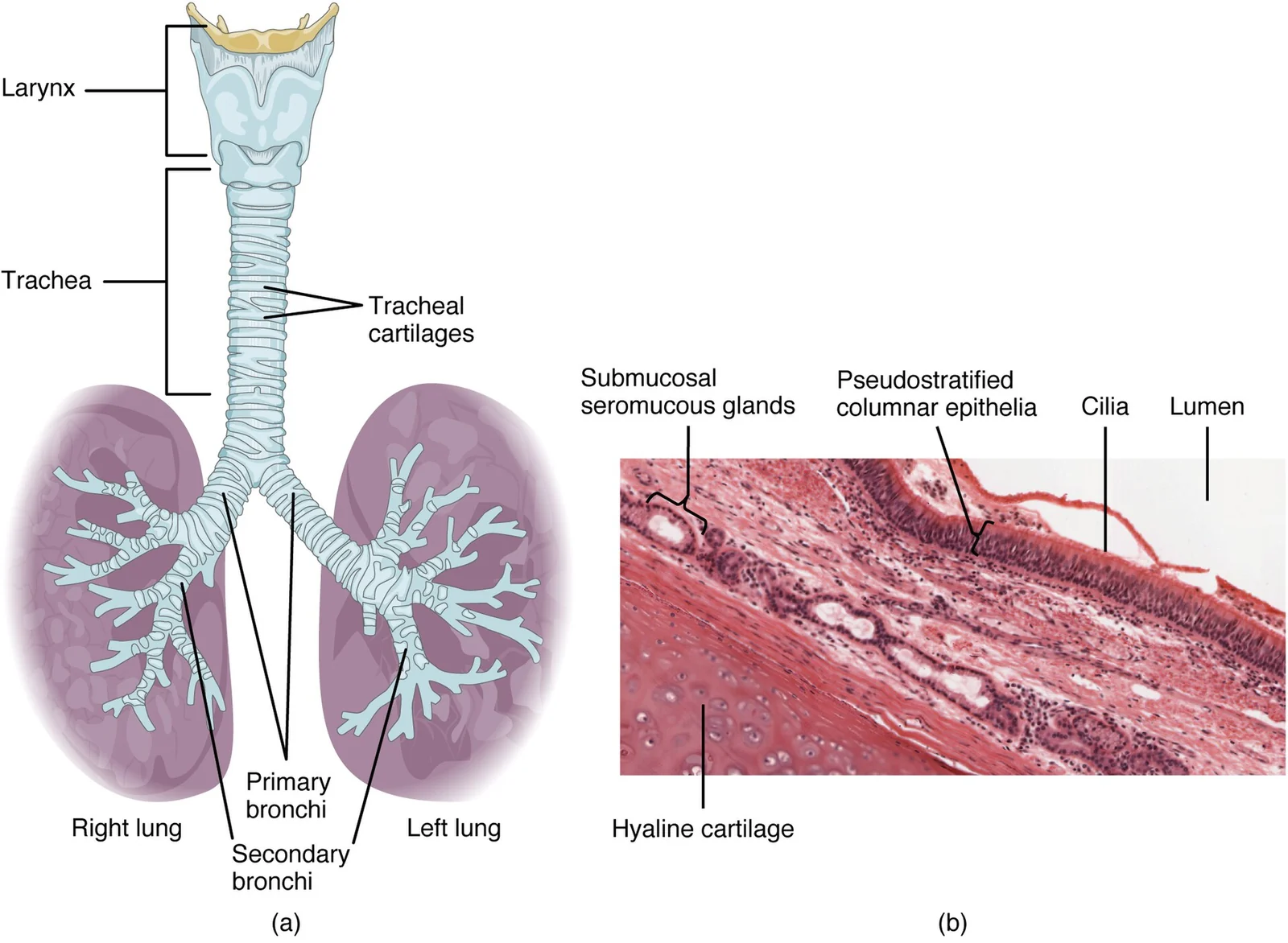 The trachea and its wall.