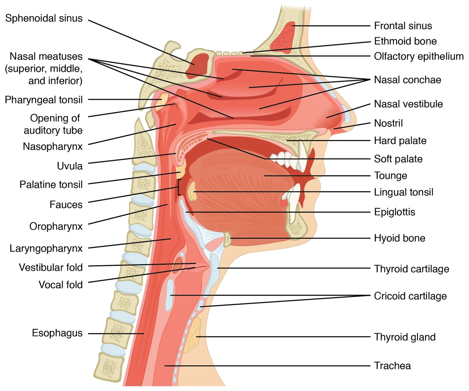 Nose, pharynx and larynx (sagittal view).