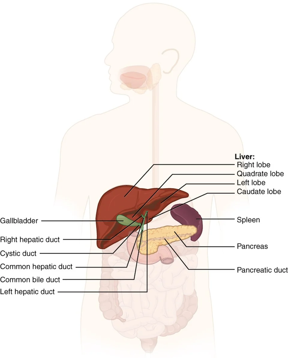 The accessory digestive organs.