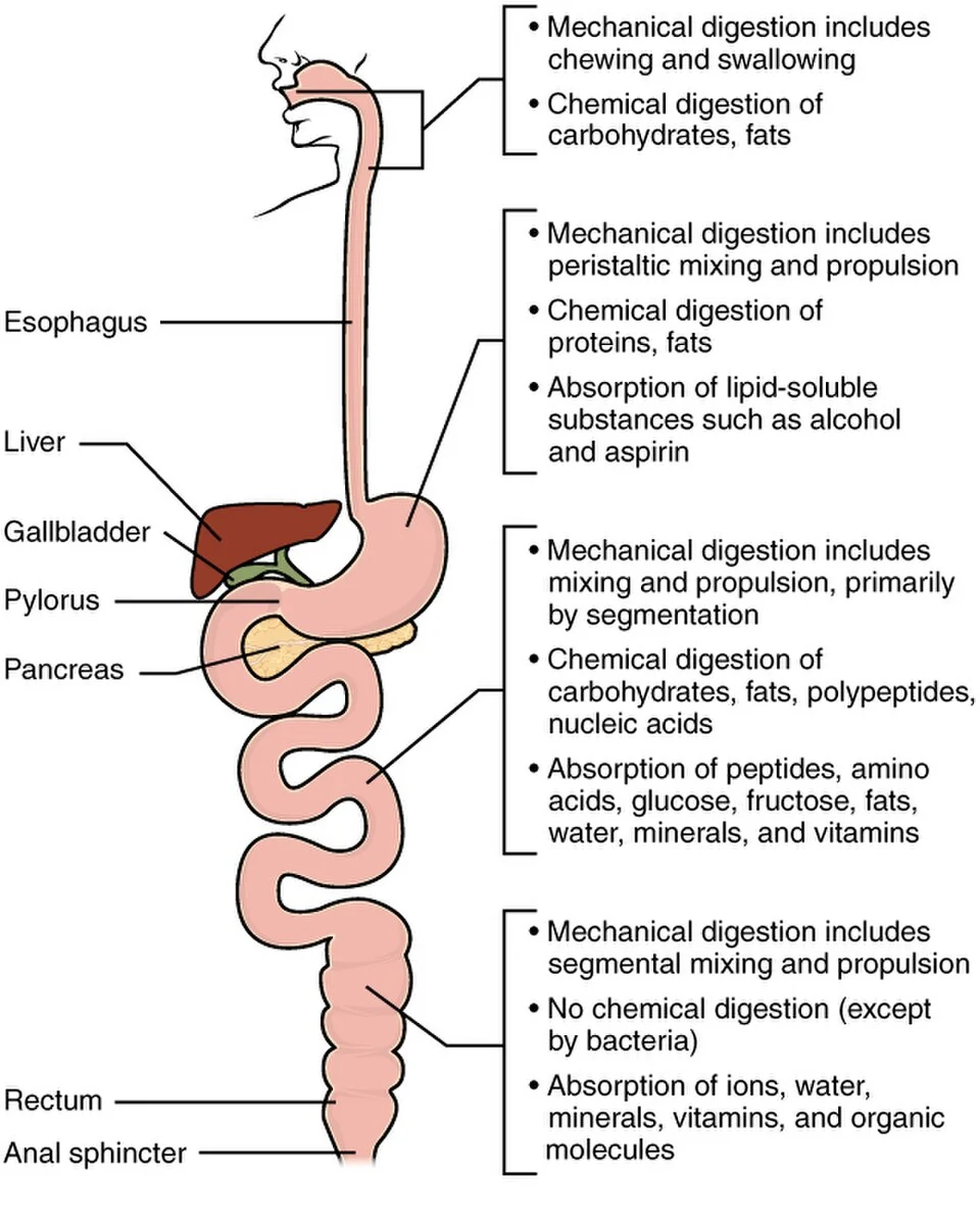 Mechanical and chemical digestion along the tract.