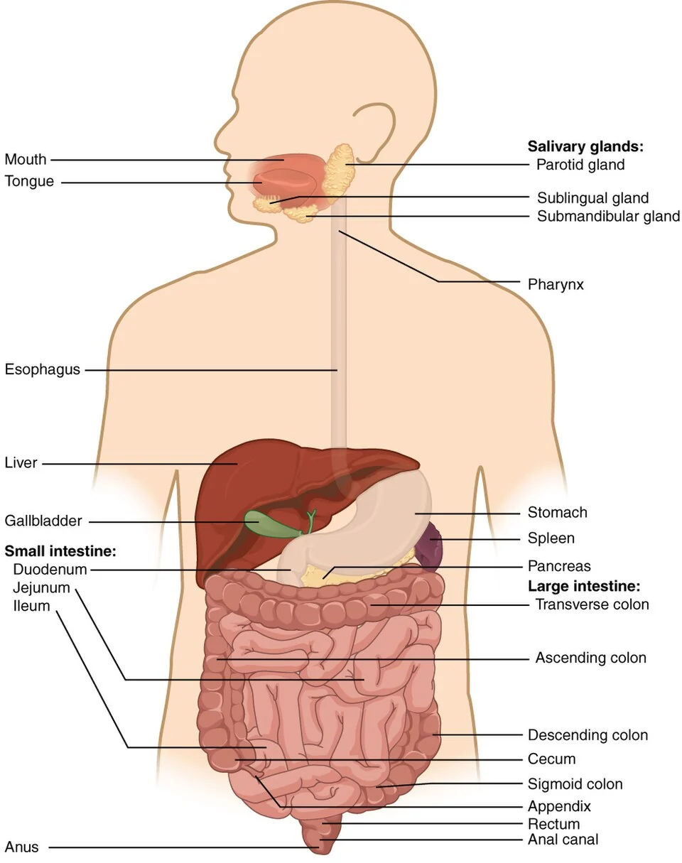 Organs of the digestive system.