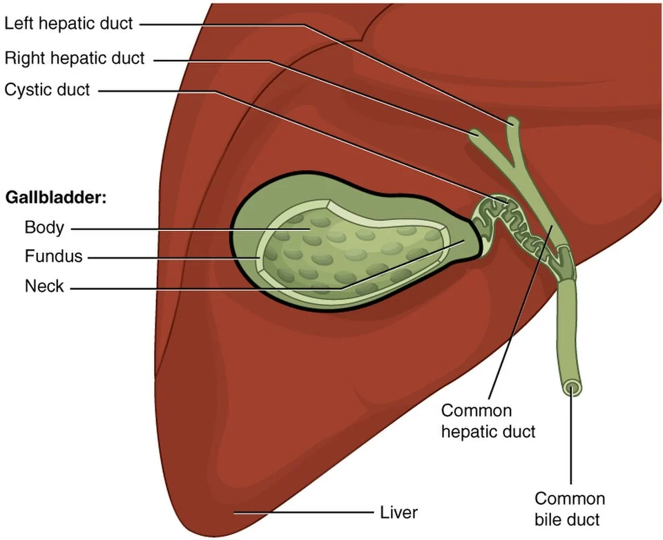 The gallbladder and bile ducts.