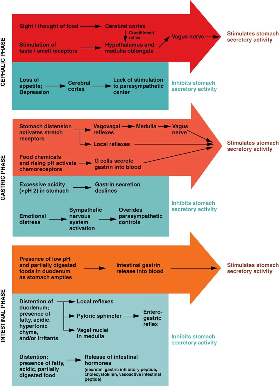 Three phases of gastric secretion.