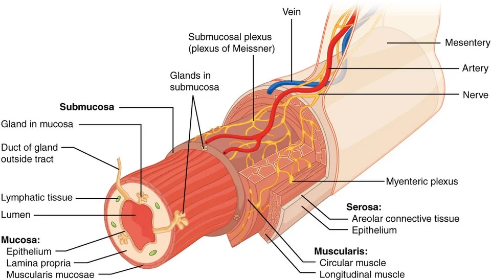 Layers of the GI tract wall.