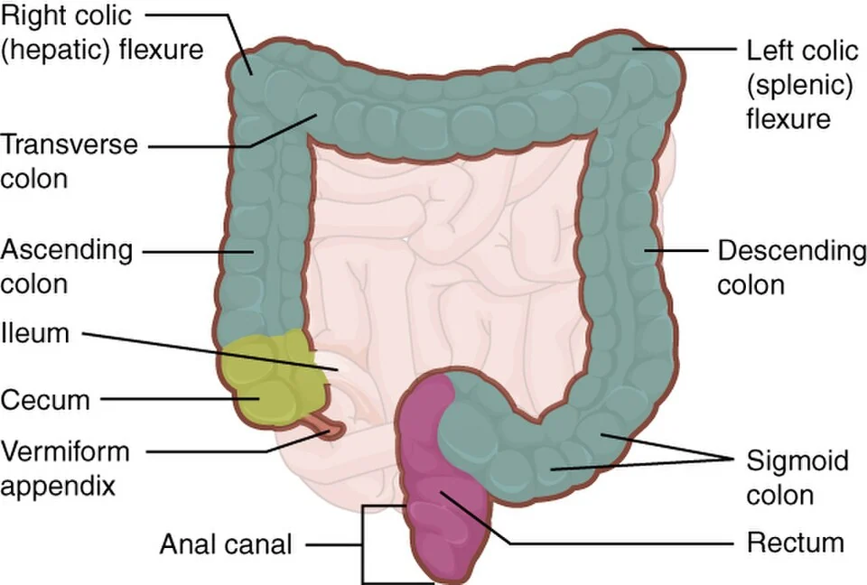 Regions of the large intestine.
