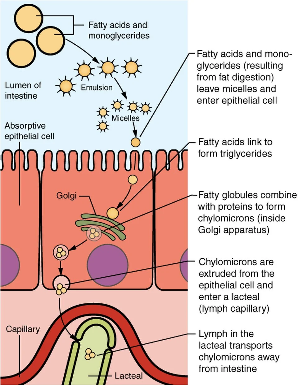 Lipid digestion and absorption via micelles and chylomicrons.