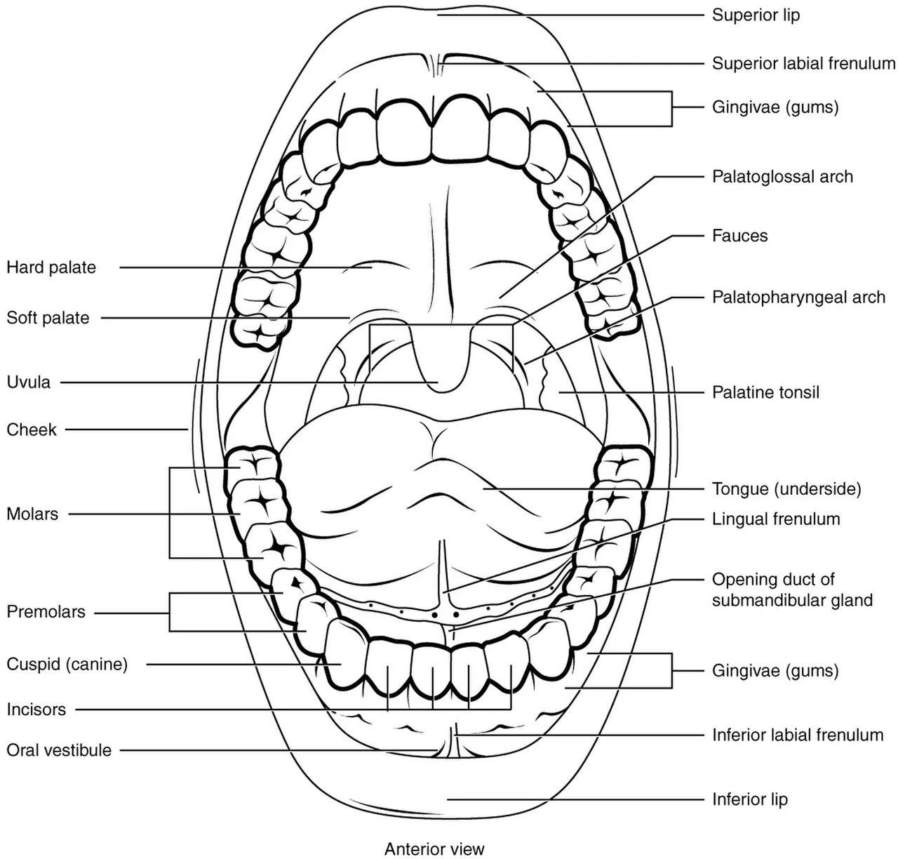 Structures of the mouth.