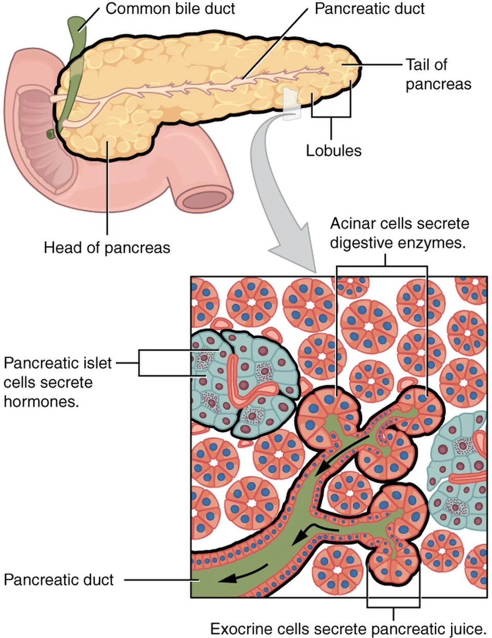 Exocrine acini and endocrine islets of the pancreas.