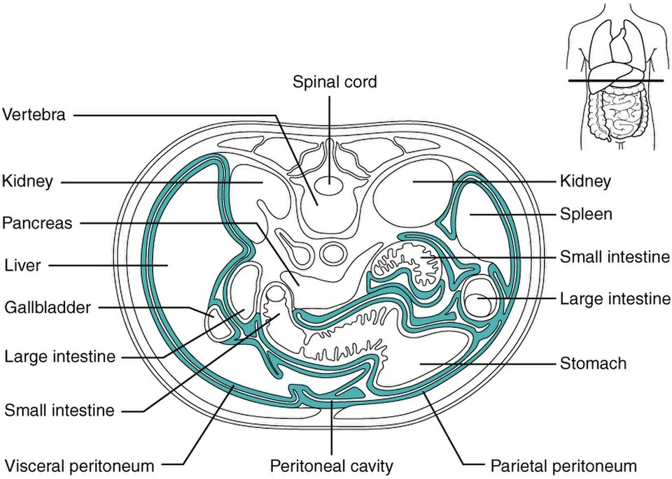 The peritoneum and mesenteries.