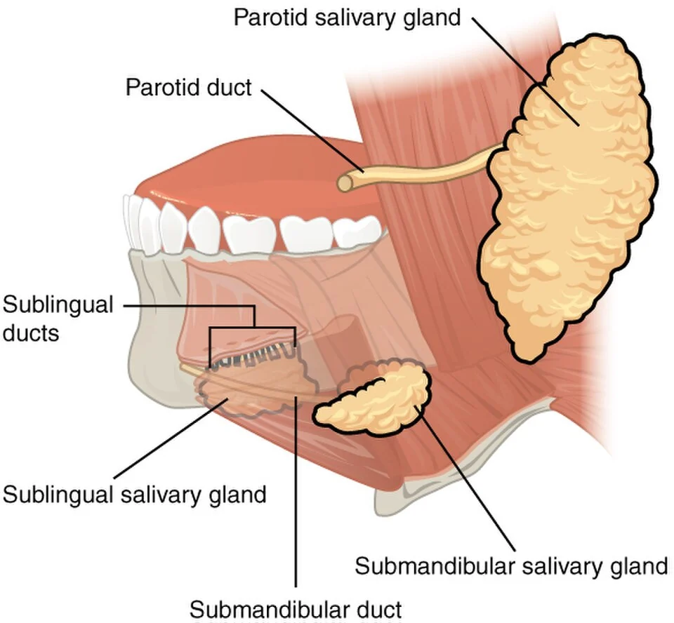 The salivary glands.