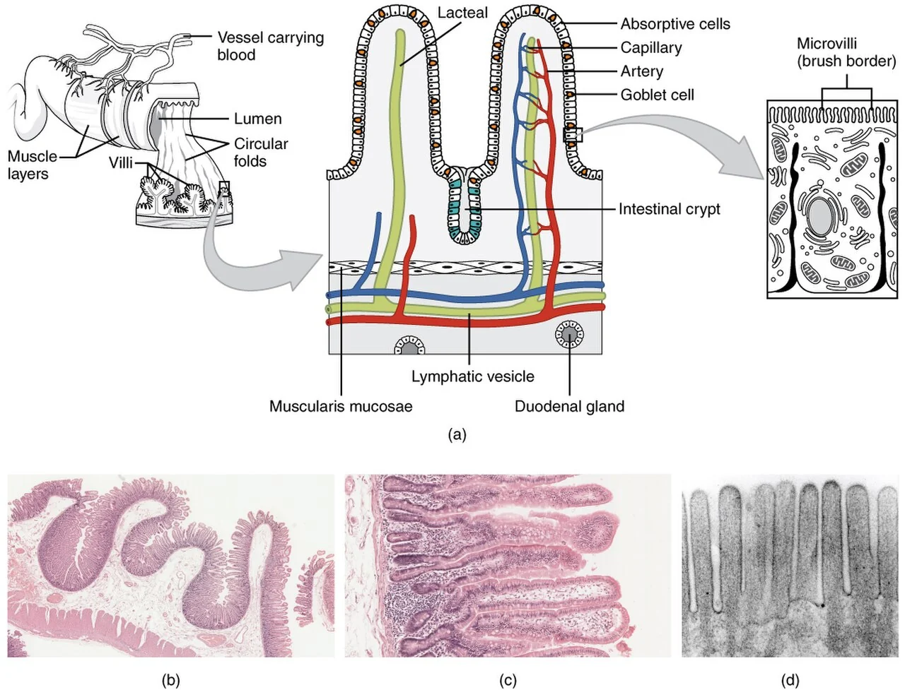 Circular folds, villi and microvilli.