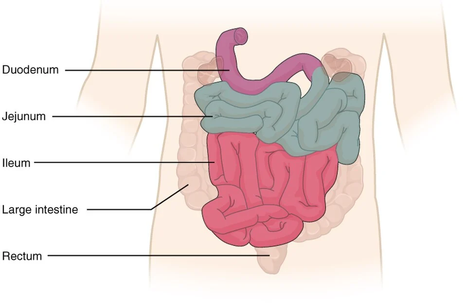 Regions of the small intestine.