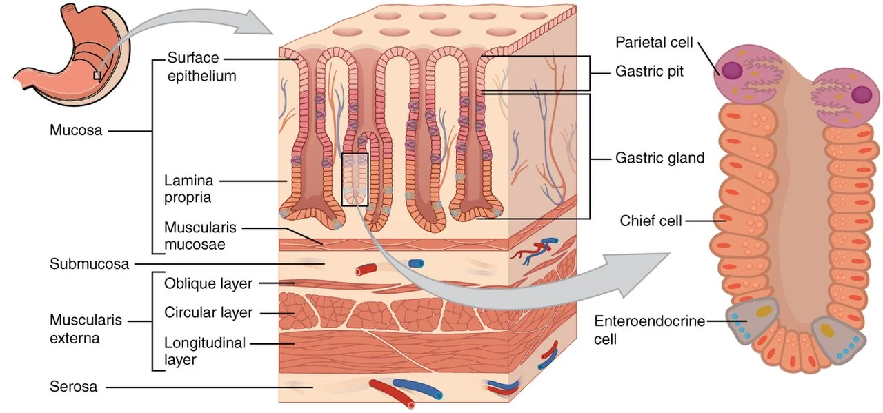 Gastric pits and glands.