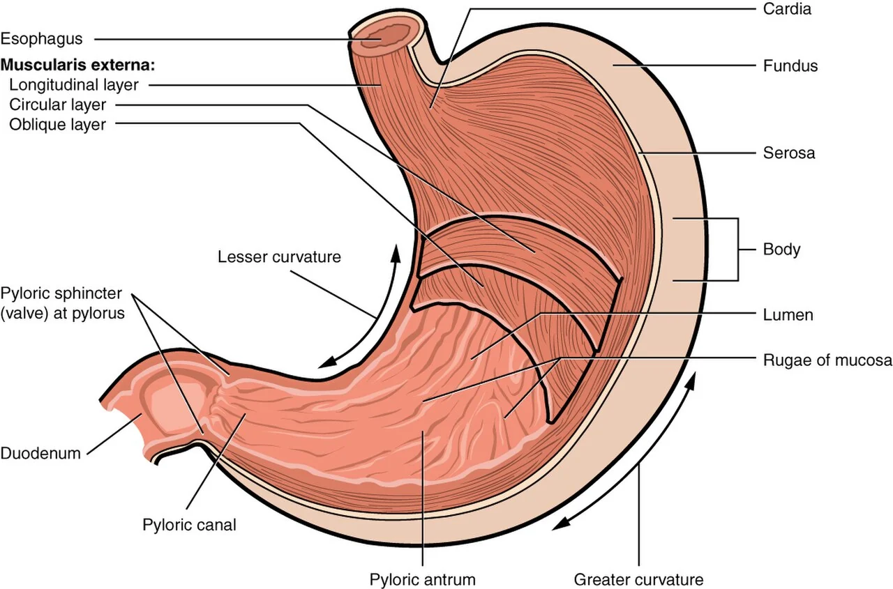Gross anatomy of the stomach.